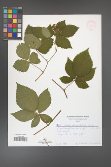 Rubus chaerophylloides [KOR 51909]