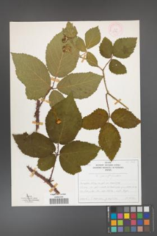 Rubus chaerophylloides [KOR 51956]