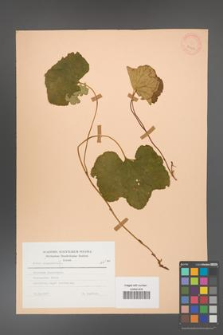 Rubus chamaemorus [KOR 23446]