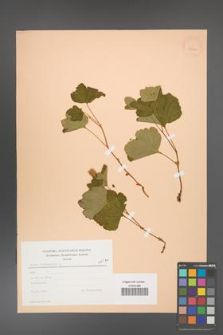 Rubus chamaemorus [KOR 23440]