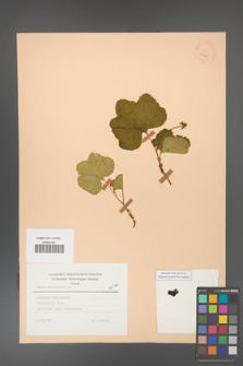 Rubus chamaemorus [KOR 23445]