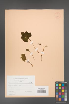 Rubus chamaemorus [KOR 23439]