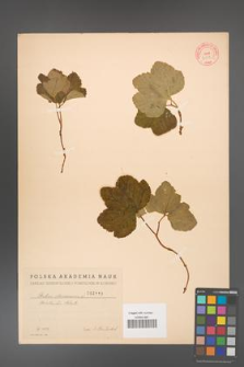 Rubus chamaemorus [KOR 2113]