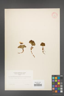 Rubus chamaemorus [KOR 18430]