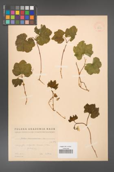 Rubus chamaemorus [KOR 18431]