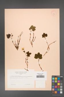 Rubus chamaemorus [KOR 18426]