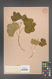 Rubus chamaemorus [KOR 3646]