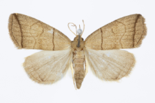 Herminia grisealis