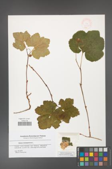Rubus chamaemorus [KOR 47779]