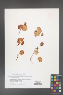 Rubus chamaemorus [KOR 47340]