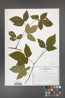 Rubus chaerophylloides [KOR 50476]