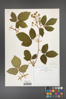 Rubus chaerophylloides [KOR 50477]