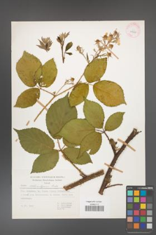 Rubus chlorothyrsos [KOR 31568]