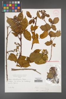 Rubus chlorothyrsos [KOR 10547]