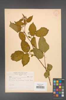 Rubus chlorothyrsos [KOR 10548]
