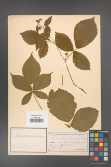 Rubus chlorothyrsos [KOR 18433]