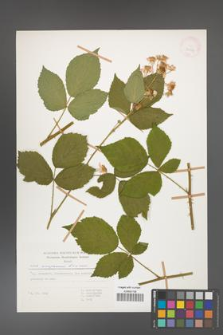 Rubus circipanicus [KOR 31152]