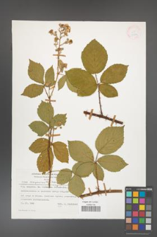 Rubus circipanicus [KOR 24382]