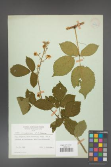 Rubus circipanicus [KOR 24379]