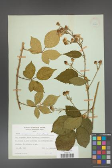 Rubus circipanicus [KOR 24381]