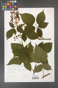 Rubus clusii [KOR 29549]