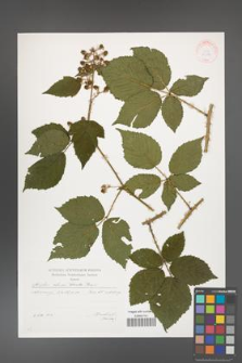 Rubus clusii [KOR 29584]