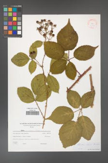 Rubus clusii [KOR 38840]