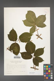 Rubus clusii [KOR 53895]
