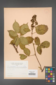 Rubus constrictus [KOR 22987]