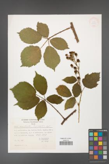 Rubus constrictus [KOR 32890]