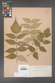 Rubus cockburnianus [KOR 36380]