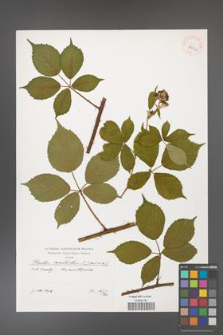 Rubus constrictus [KOR 39904]