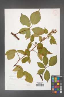 Rubus constrictus [KOR 29607]