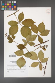 Rubus constrictus [KOR 40748]