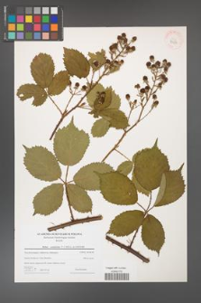Rubus constrictus [KOR 43293]