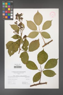 Rubus constrictus [KOR 44468]
