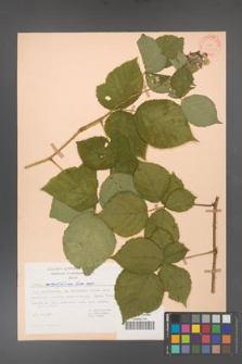 Rubus corylifolius [KOR 31448]