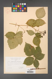 Rubus corylifolius [KOR 31465]