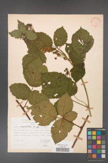 Rubus corylifolius [KOR 31453]