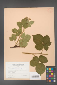 Rubus corylifolius [KOR 22759]