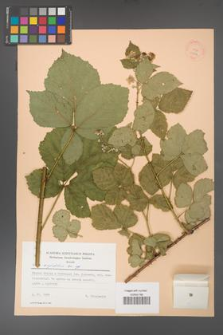 Rubus corylifolius [KOR 22766]
