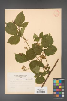 Rubus corylifolius [KOR 31370]
