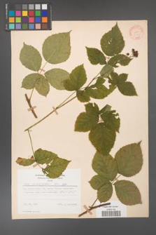 Rubus corylifolius [KOR 31446]
