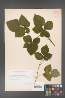 Rubus corylifolius [KOR 31451]
