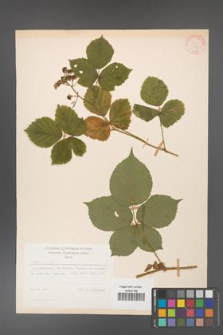 Rubus corylifolius [KOR 31447]