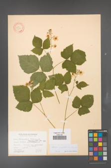 Rubus corylifolius [KOR 31127]