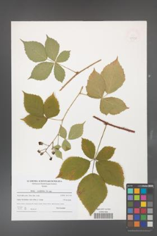 Rubus corylifolius [KOR 47737]