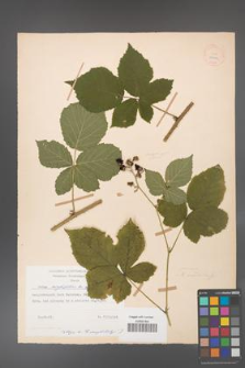 Rubus corylifolius [KOR 27992]
