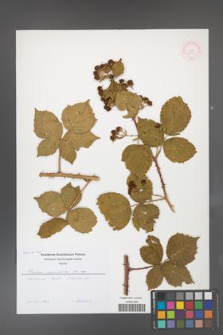 Rubus corylifolius [KOR 52331]