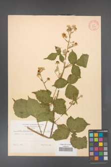 Rubus corylifolius [KOR 8658]